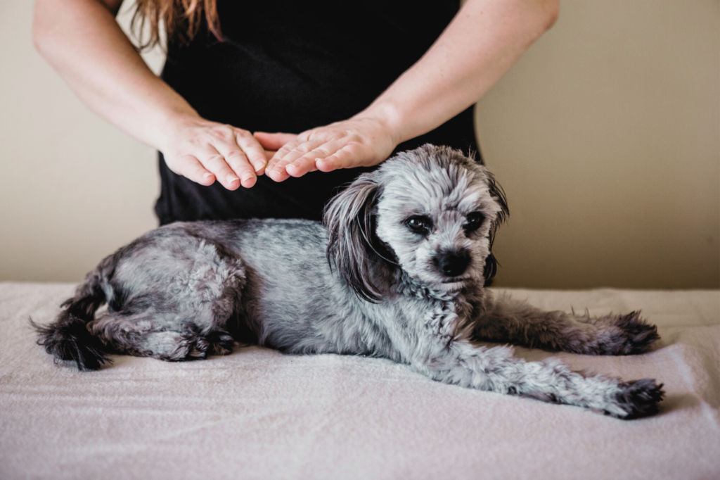 A dog receiving reiki